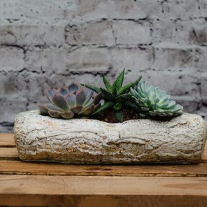 Arreglo de Cactus sobre macetero de piedra