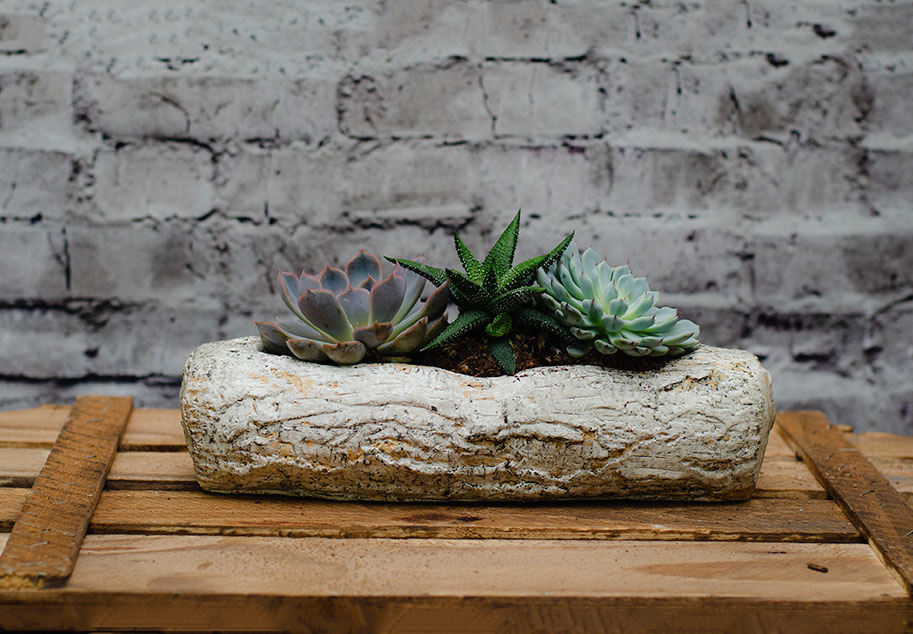 Arreglo de Cactus sobre macetero de piedra