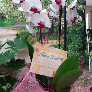 Orquídea decorada