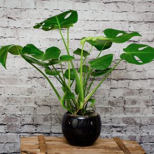 Bol con Monstera