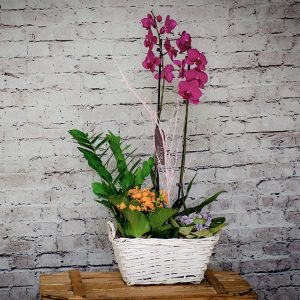 Centro de plantas con Orquideas