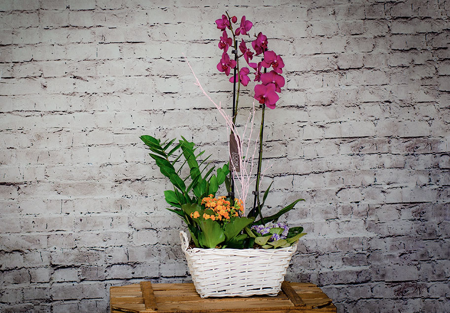 Centro de plantas con Orquideas