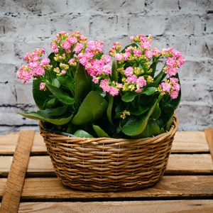 Dúo de kalanchoes