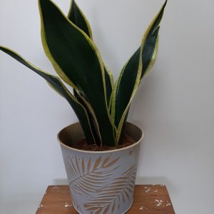 Sanseveira con macetero de zinc
