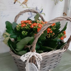 Cesta de kalanchoes